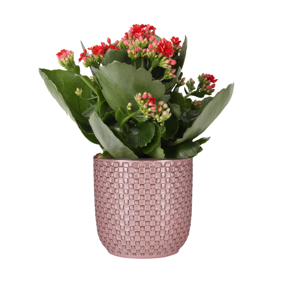 Flammendes Käthchen Rot – Pflegeleichte Kalanchoe mit Topf