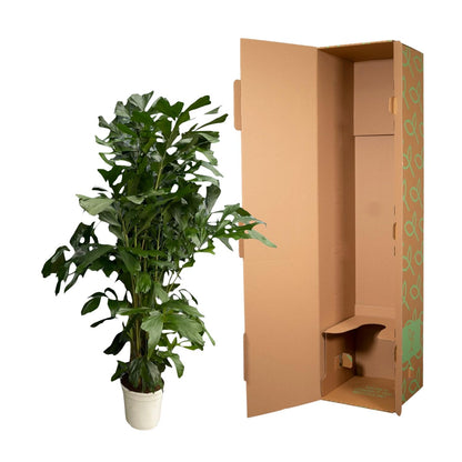 Caryota Mitis – Fischschwanzpalme 180 cm Ø27 cm