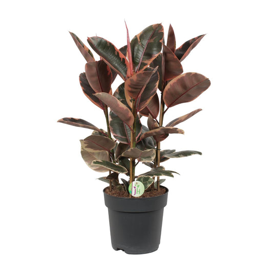 Ficus Belize – Pflegeleichte Zimmerpflanze Ø27cm