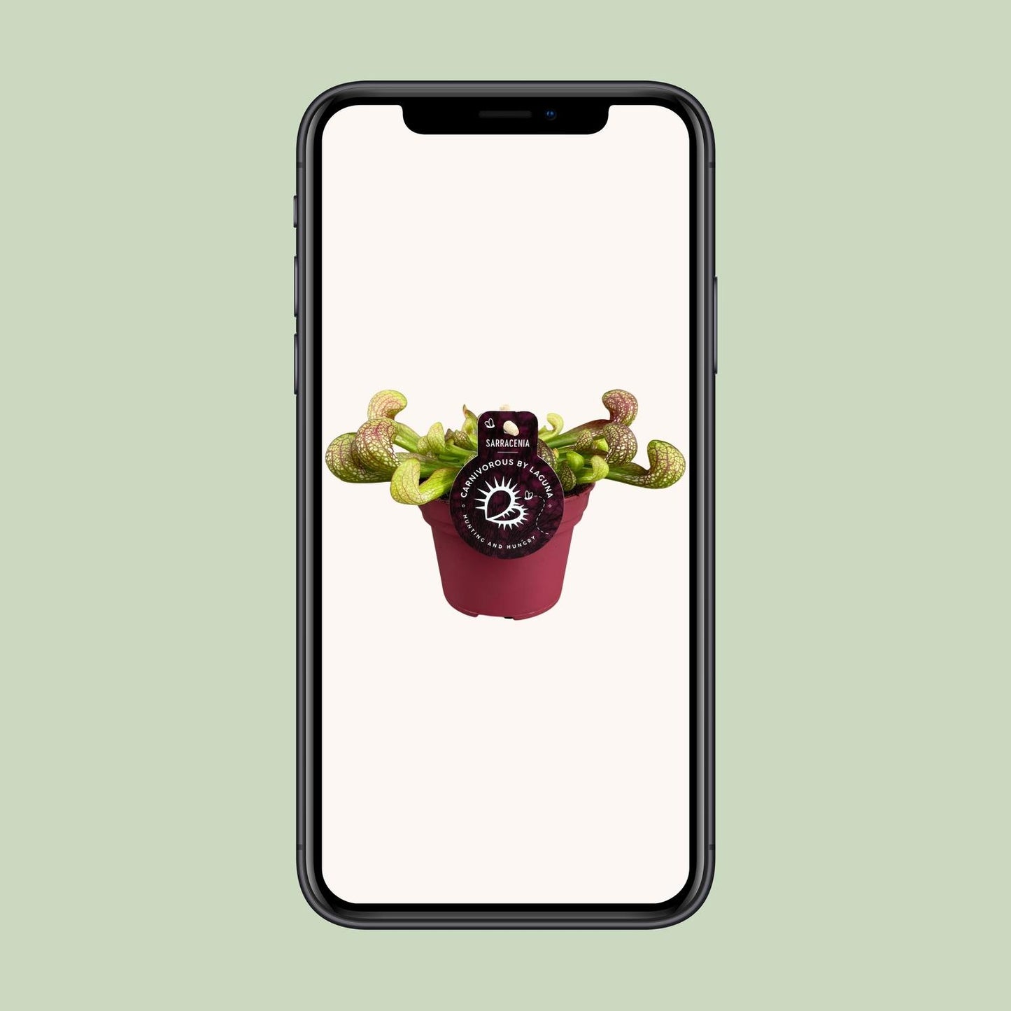 Sarracenia Psittacina – Exotische Kannenpflanze Ø12cm