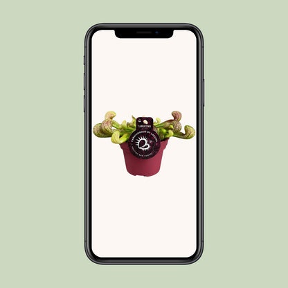 Sarracenia Psittacina – Exotische Kannenpflanze Ø12cm
