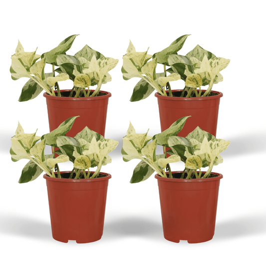 4x Epipremnum Happy Leaf – pflegeleichte Kletterpflanze 15cm