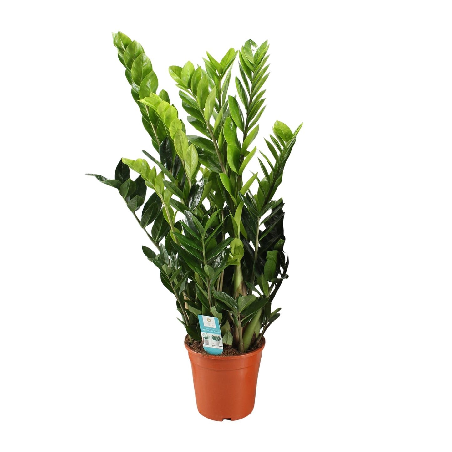 Zamioculcas Zamiifolia – Pflegeleichte Zimmerpflanze Ø21cm