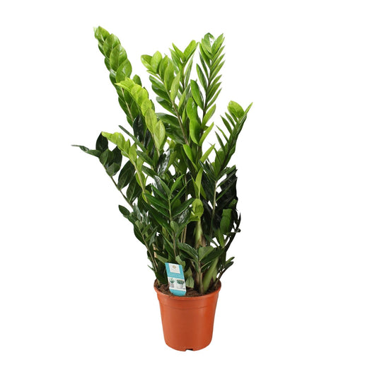 Zamioculcas Zamiifolia – Pflegeleichte Zimmerpflanze Ø21cm