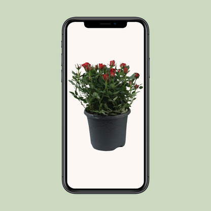 Rosa Jewel Patio Hot – Pflegeleichte Topfrose Ø17cm