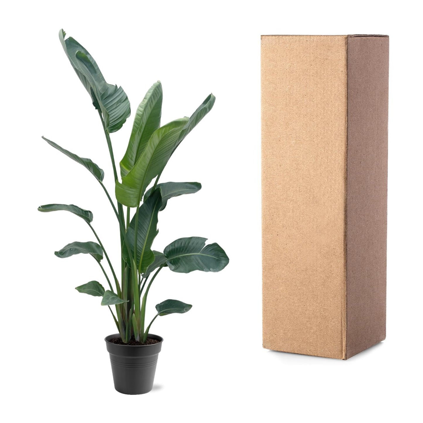 Strelitzia Nicolai XXL – Weißer Paradiesvogel 190-210 cm