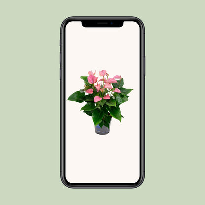 Anthurium KARMA Joli – Elegante Zimmerpflanze Ø17cm, 55cm hoch