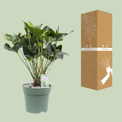 Anthurium Arrow – Pflegeleichte, luftreinigende Zimmerpflanze Ø30cm
