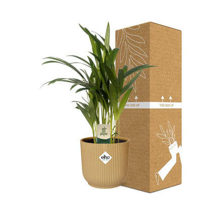 Dypsis Lutescens (Bambuspalme) 12cm im ELHO Vibes Fold Topf