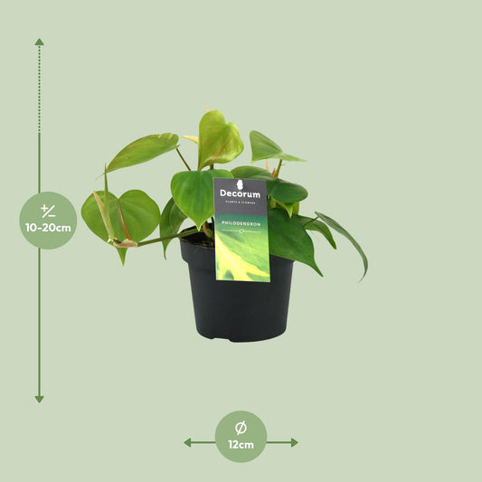 Herzblatt-Philodendron – pflegeleichte Kletterpflanze Ø12cm