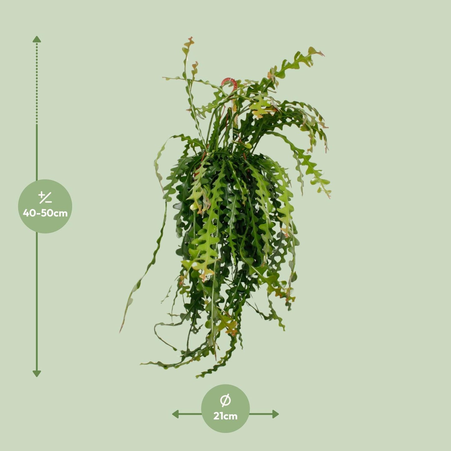 Epiphyllum Anguliger – pflegeleichte Sukkulente Ø21cm