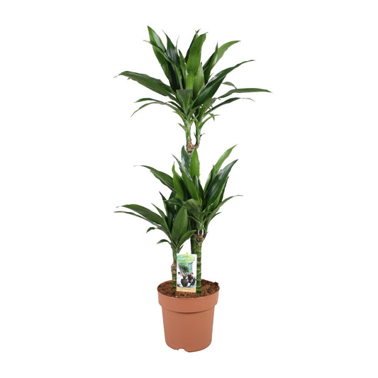 Drachenbaum Janet Craig – Pflegeleichte Zimmerpflanze 100 cm