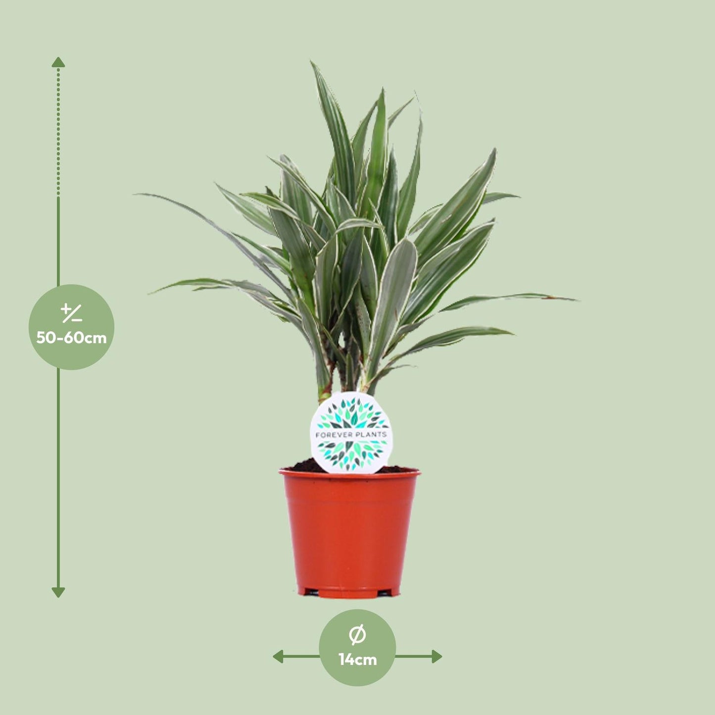 Dracaena Warneckei – Pflegeleichte Zimmerpflanze Ø14cm