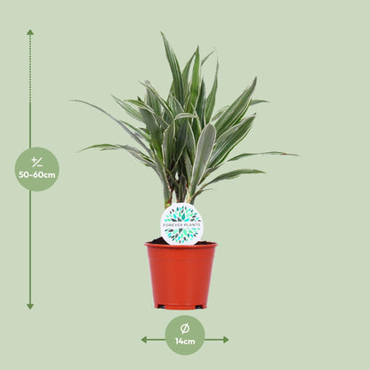 Dracaena Warneckei – Pflegeleichte Zimmerpflanze Ø14cm