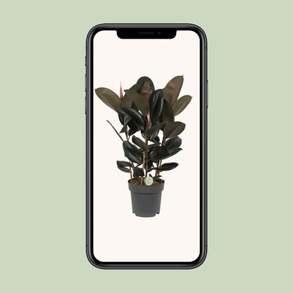 Ficus Abidjan Ø27cm – Pflegeleichte tropische Zimmerpflanze