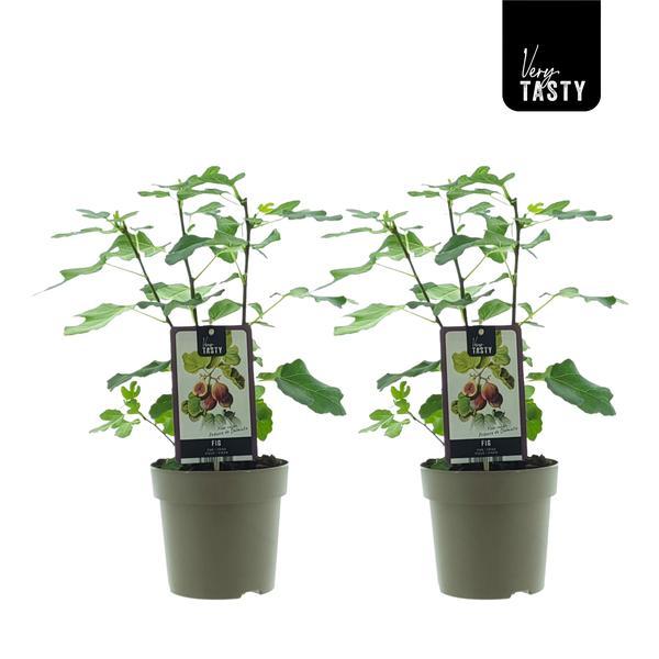 Ficus Precose De Dalmatie – 2 pflegeleichte Zimmerpflanzen Ø15cm