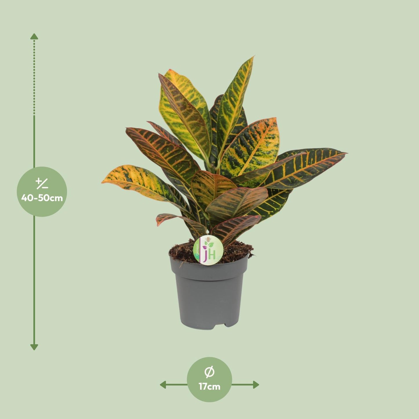 Codiaeum Petra – Bunte Croton Zimmerpflanze Ø17cm