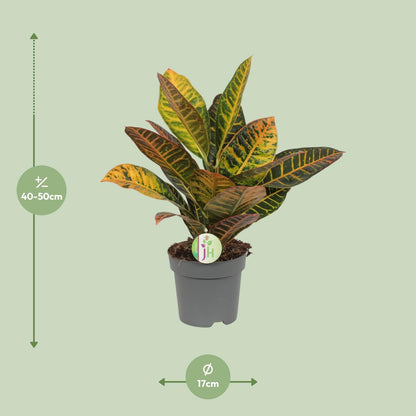 Codiaeum Petra – Bunte Croton Zimmerpflanze Ø17cm