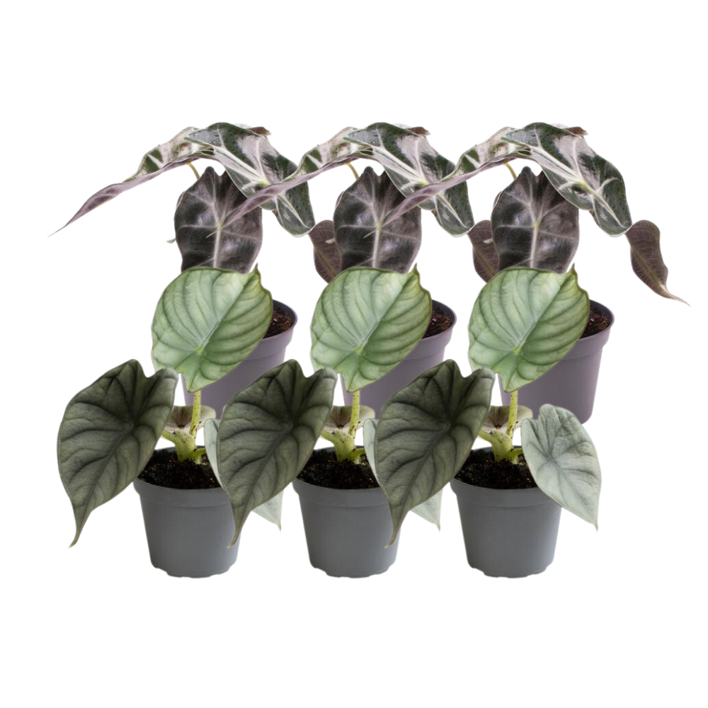 6er Alocasia Mix – Pflegeleichte Trendpflanzen