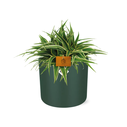 Chlorophytum Ocean 15cm – Pflegeleichte Spinnenpflanze