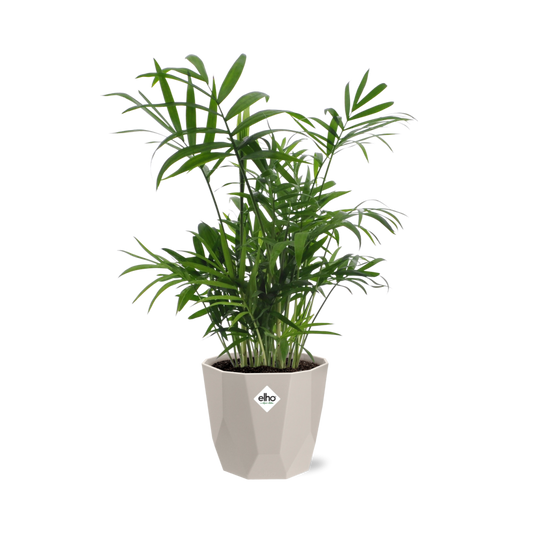 Chamaedorea Zwergbergpalme im ELHO b.for rock 14 cm Topf