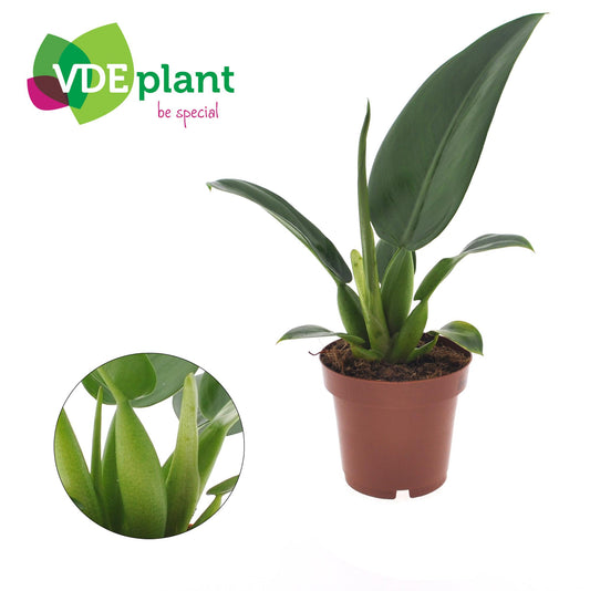 Philodendron Pacova – Pflegeleichte Zimmerpflanze Ø12cm