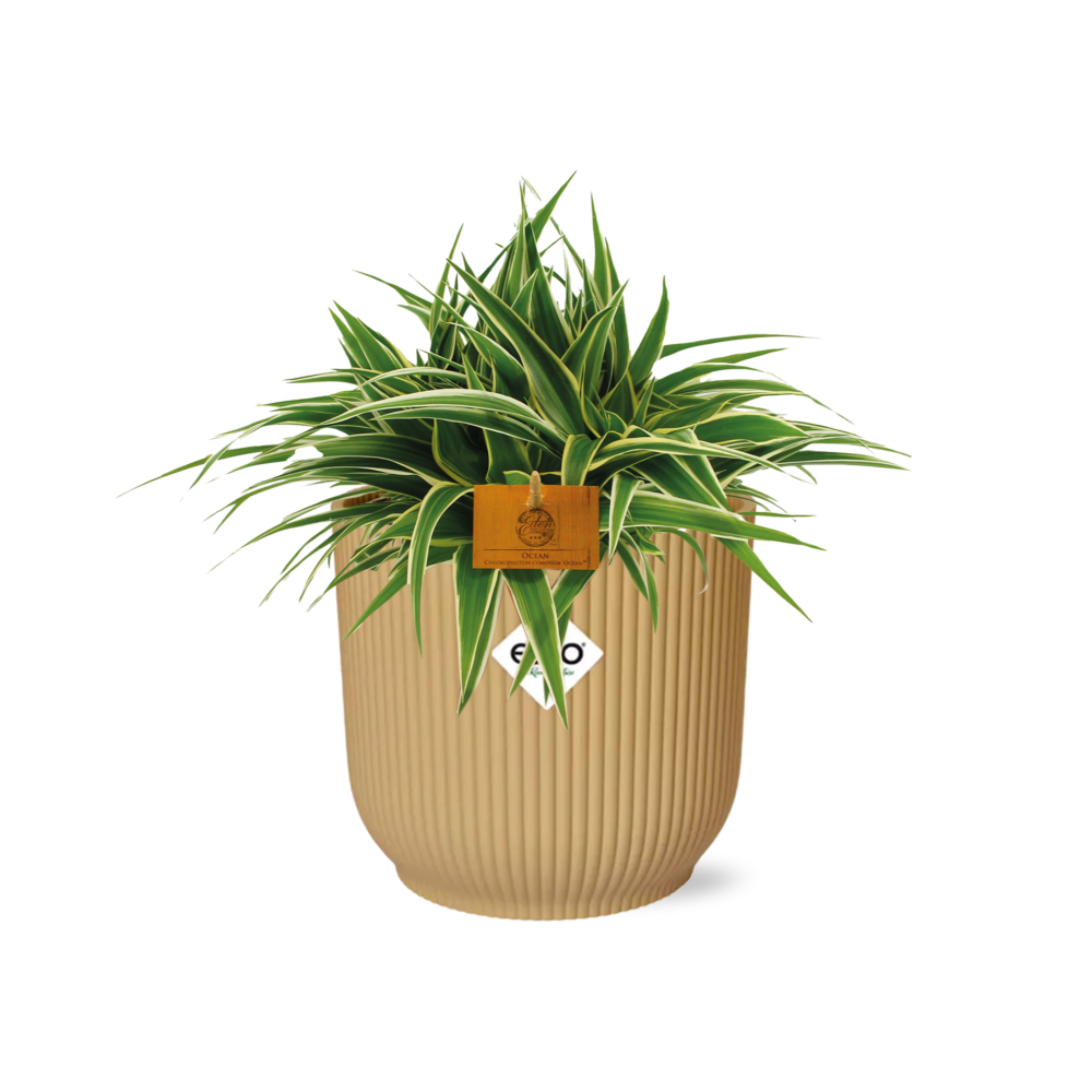 Chlorophytum Ocean 15cm in ELHO Vibes Fold Gelb
