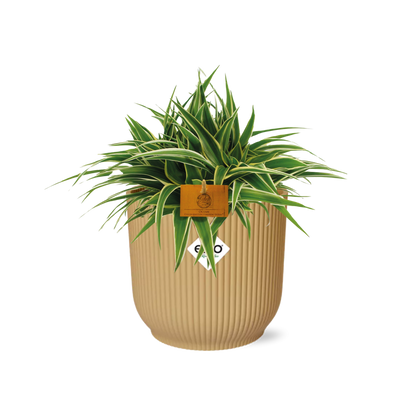 Chlorophytum Ocean 15cm in ELHO Vibes Fold Gelb