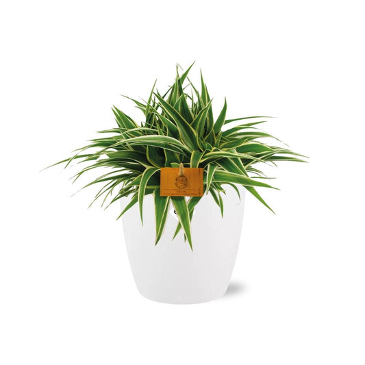Chlorophytum Ocean 15 cm in ELHO Brussels Topf Weiß