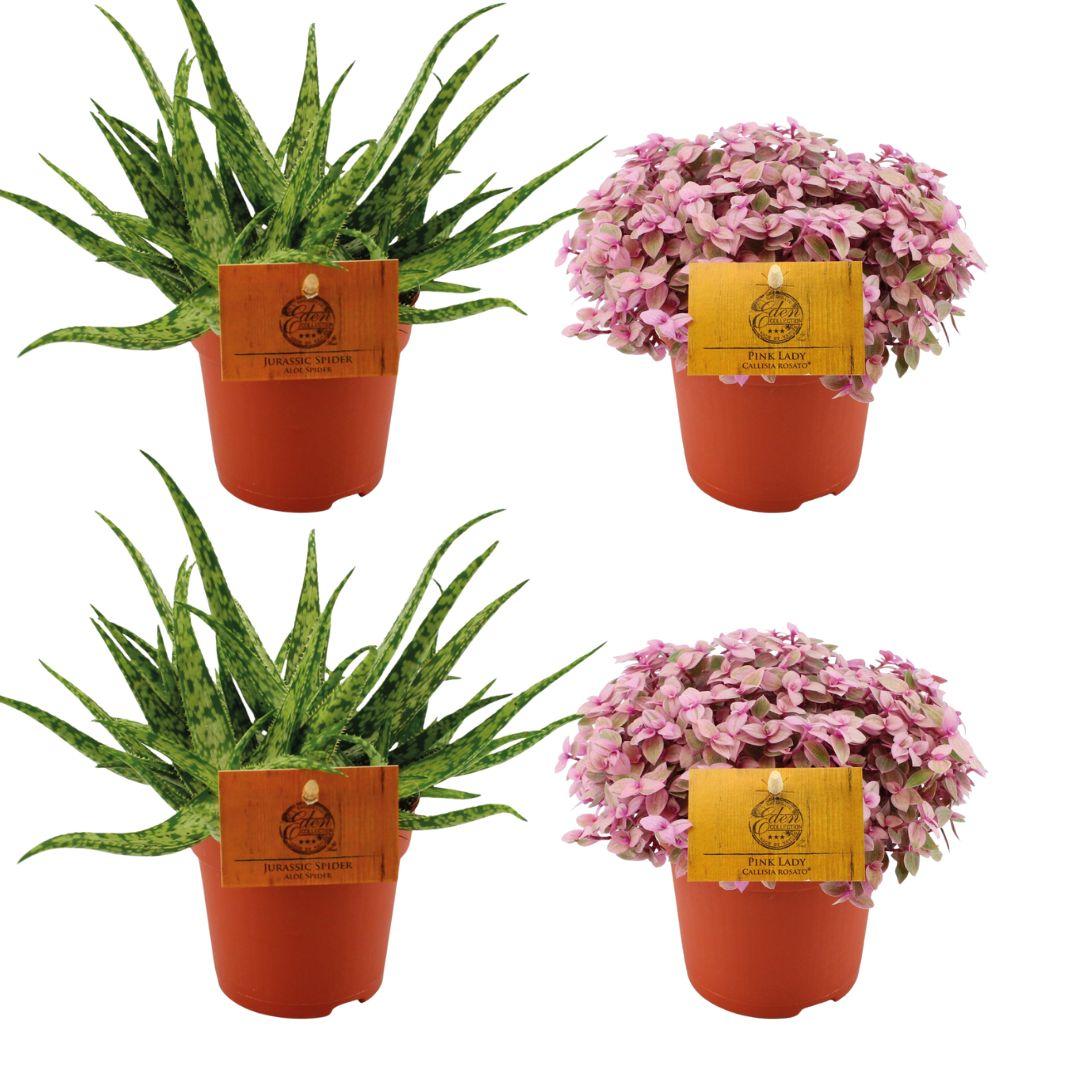 4er-Set Aloe Spider & Callisia Rosato – Ø10,5 cm