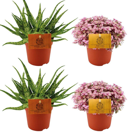 4er-Set Aloe Spider & Callisia Rosato – Ø10,5 cm