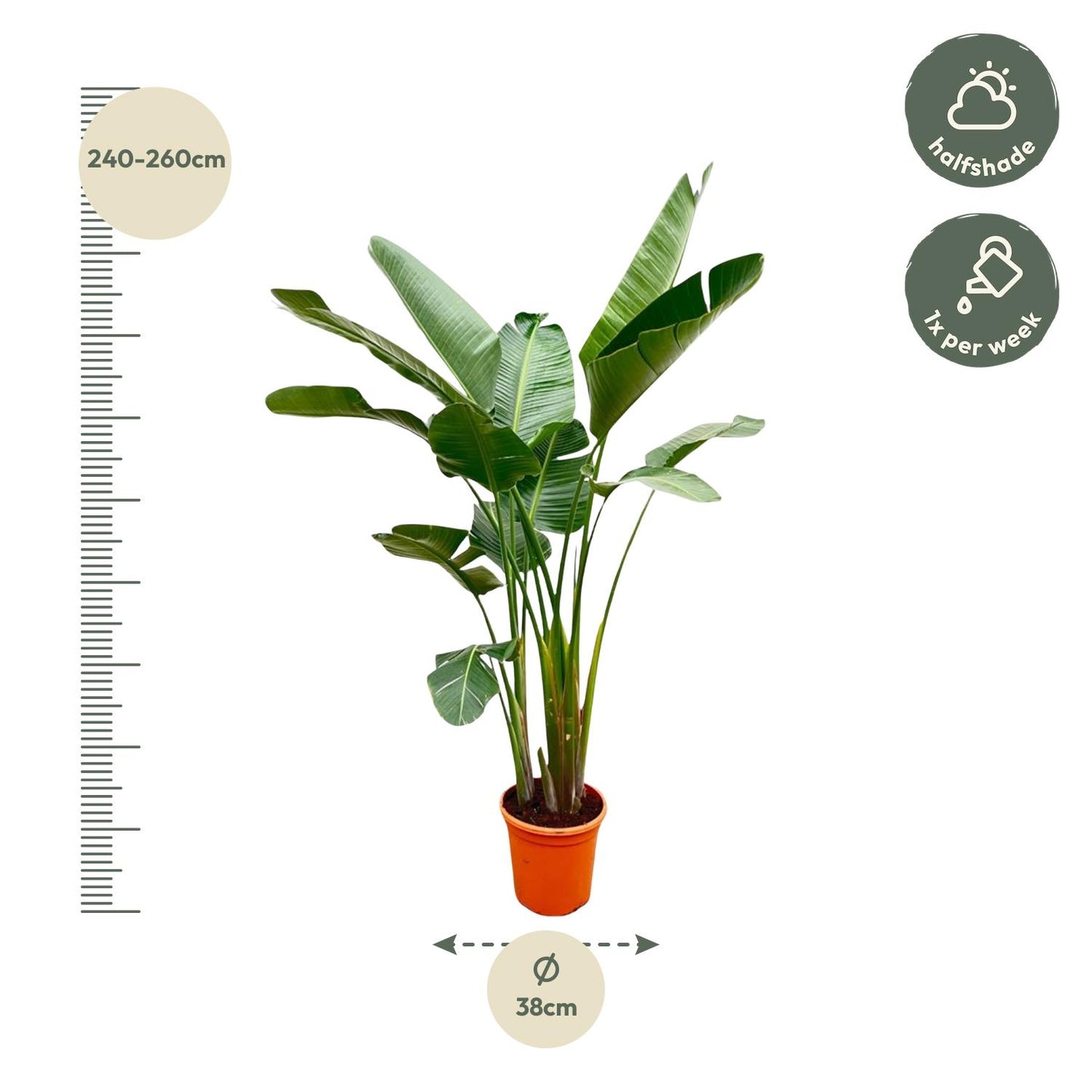 Strelitzia Augusta de luxe XXL – Weißer Paradiesvogel 250cm