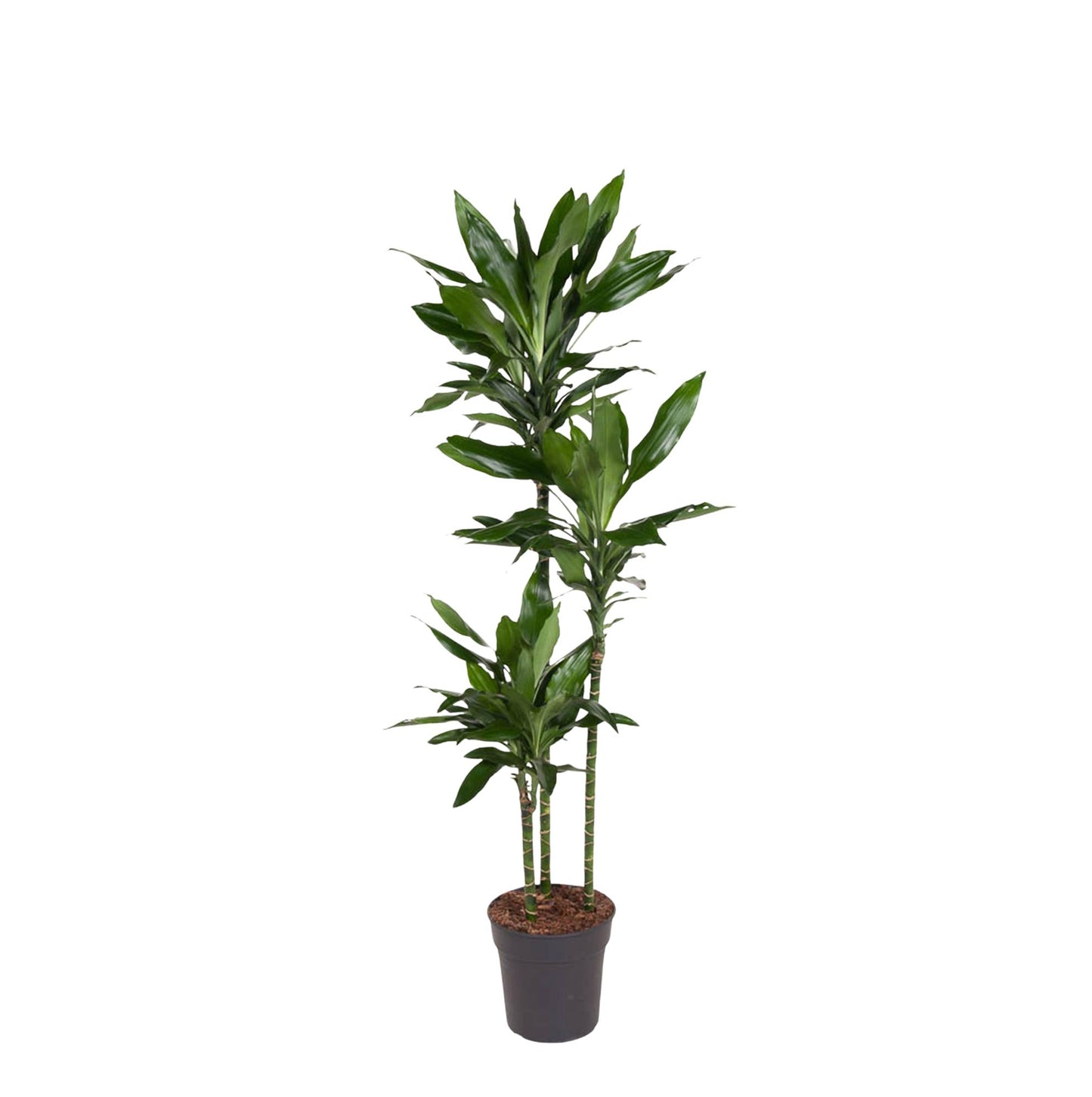 Dracaena Janet Lind – Elegante, pflegeleichte Zimmerpflanze 150-160 cm
