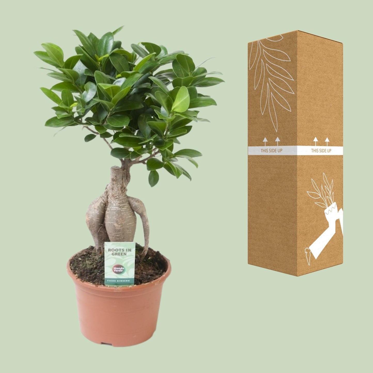 Ficus Ginseng Ø15cm – Pflegeleichte, robuste Zimmerpflanze