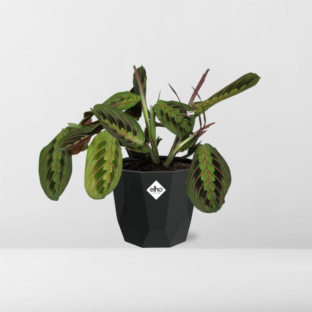 Maranta Leuconeura ‘Fascinator’ – Pflegeleichte Gebetspflanze 14cm