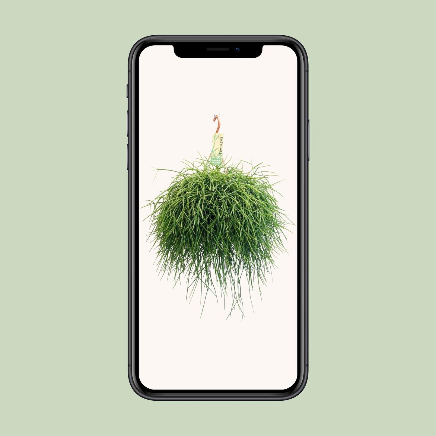 Rhipsalis Pulchra – pflegeleichte Hängepflanze Ø21 cm