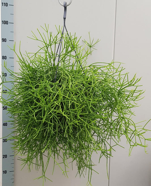 Rhipsalis heteroclada – Pflegleichter Korallenkaktus 60 cm