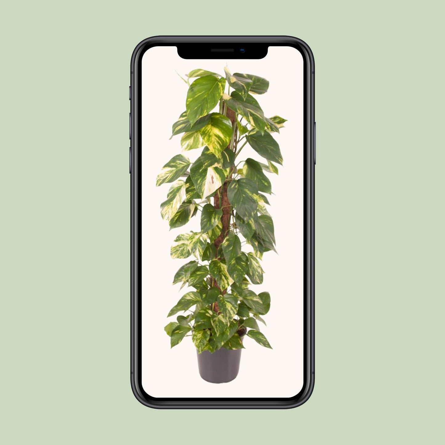 Epipremnum Pinnatum – Goldener Efeu Ø24cm, 120cm hoch