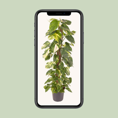 Epipremnum Pinnatum – Goldener Efeu Ø24cm, 120cm hoch