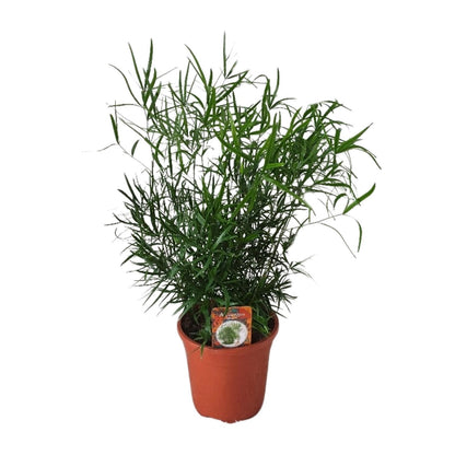 Asparagus Falcatus – Eleganter Spargel-Farn Ø17cm