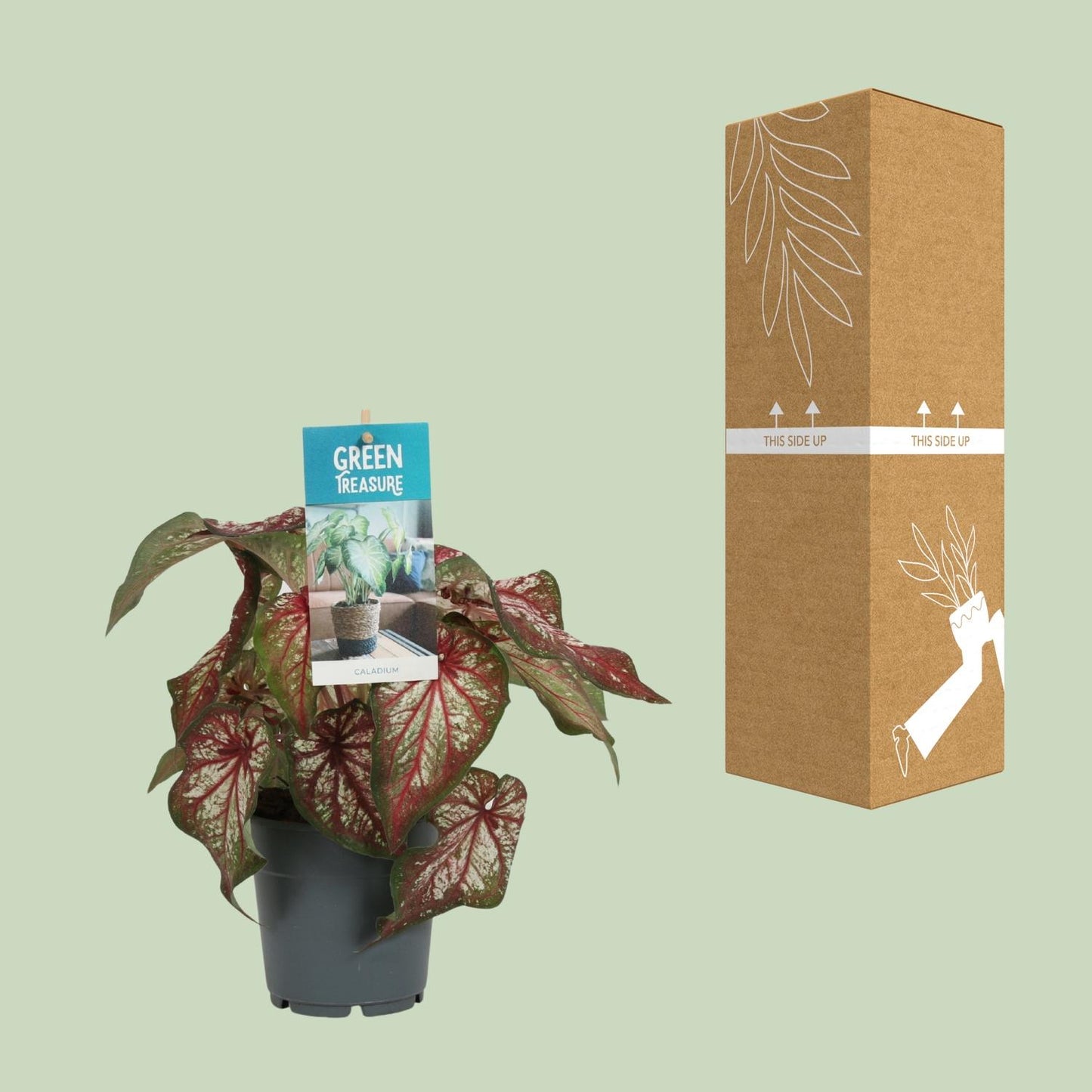 Caladium Bicolor – Pflegeleichte Zimmerpflanze Ø12cm