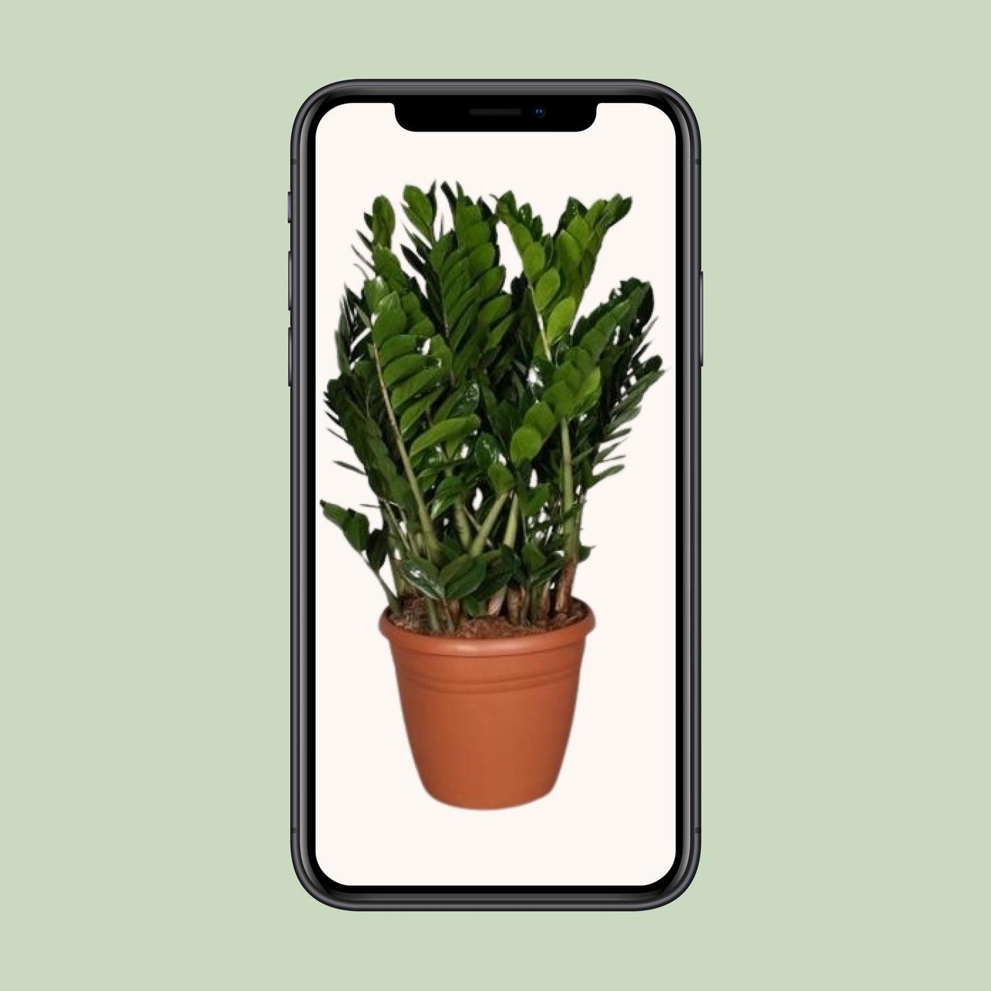 Zamioculcas Zamiifolia – Pflegeleichte Trendpflanze Ø37cm