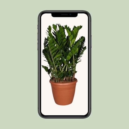 Zamioculcas Zamiifolia – Pflegeleichte Trendpflanze Ø37cm