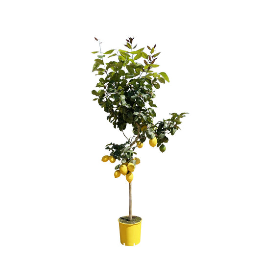 Zitronenbaum – Duftende & pflegeleichte Zimmerpflanze 150 cm