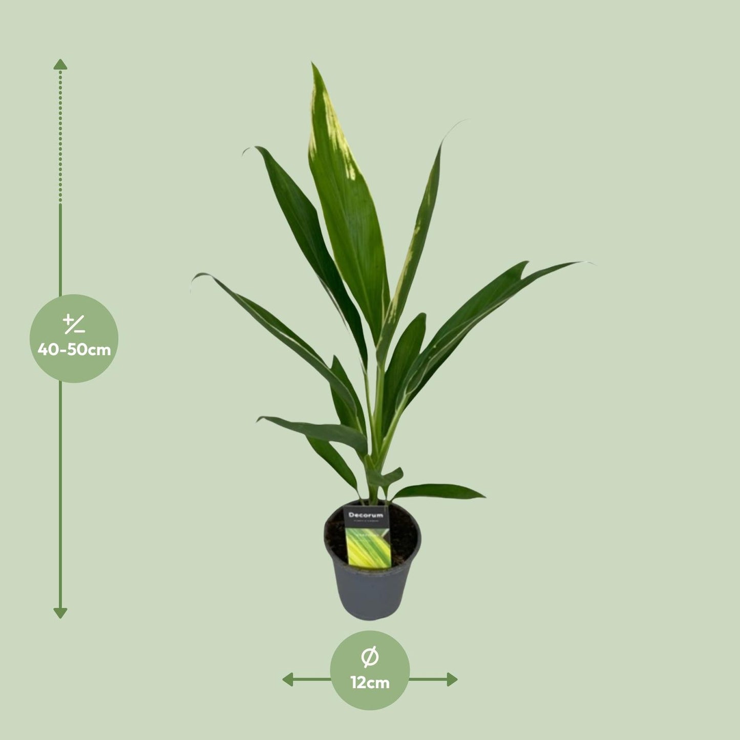Cordyline Conga – Pflegeleichte tropische Zimmerpflanze Ø12cm