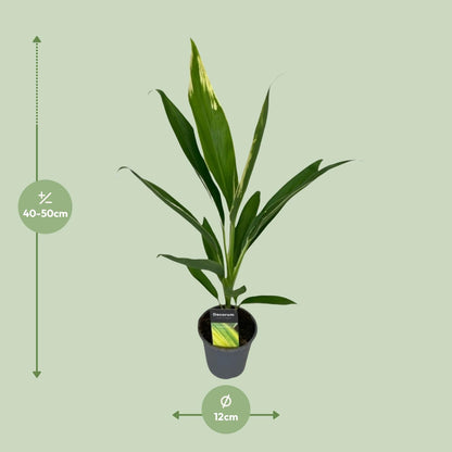 Cordyline Conga – Pflegeleichte tropische Zimmerpflanze Ø12cm