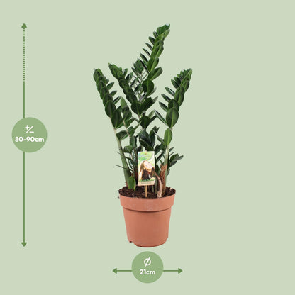 Zamioculcas zamiifolia – pflegeleichte Glücksfeder Ø21cm, 80cm hoch