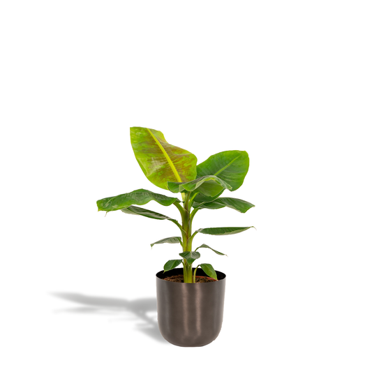 Zwerg-Banane 'Cavendish' – Tropische Zimmerpflanze Ø21cm