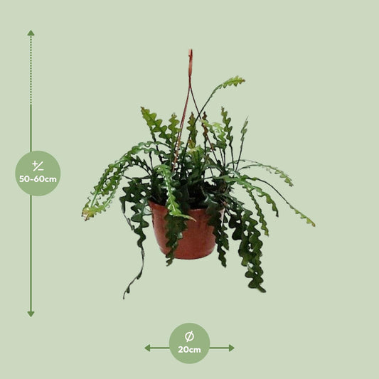 Fischgrätenkaktus – Epiphyllum Ø20cm, 60cm hoch