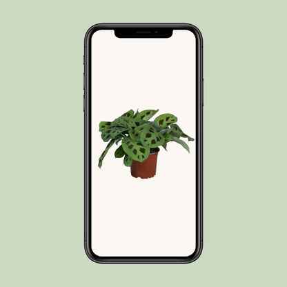 Maranta Leuconeura 'Kerchoveana' – Pflegeleichte Gebetspflanze Ø12cm